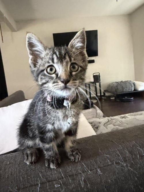 THELMA - Domestic Short Hair / Domestic Short Hair available for adoption