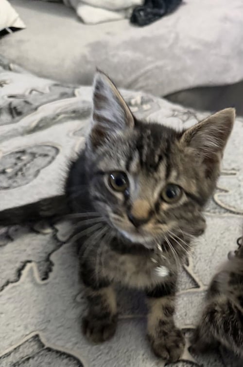 THELMA - Domestic Short Hair / Domestic Short Hair available for adoption
