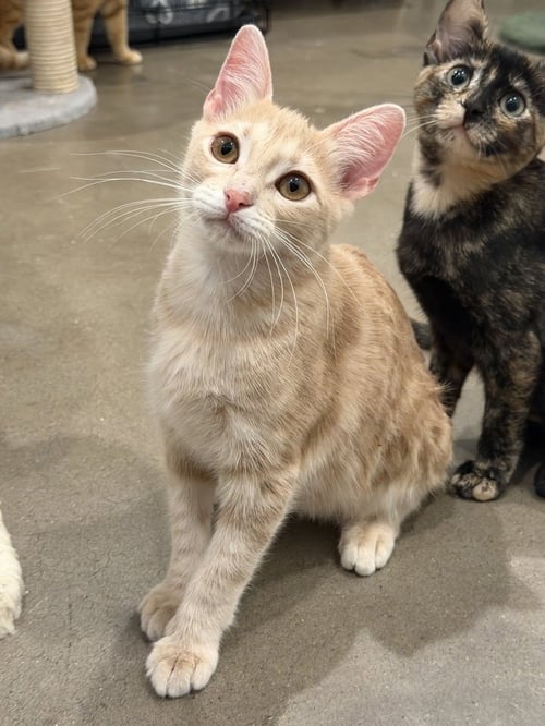 MICHELADA - Domestic Short Hair / Domestic Short Hair available for adoption