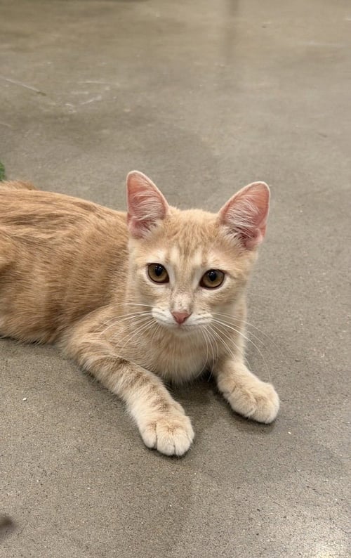 MICHELADA - Domestic Short Hair / Domestic Short Hair available for adoption