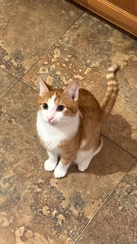 Dandy Andy - Photo 1