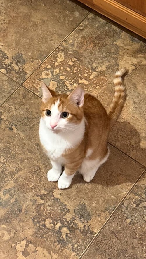DANDY ANDY - Domestic Short Hair / Domestic Short Hair available for adoption