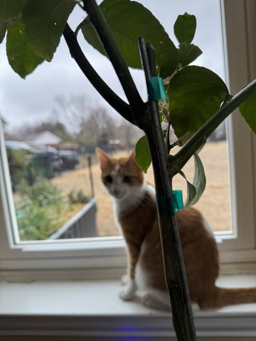 DANDY ANDY - Domestic Short Hair / Domestic Short Hair available for adoption