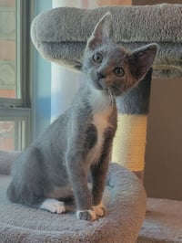 Ember - Photo 1
