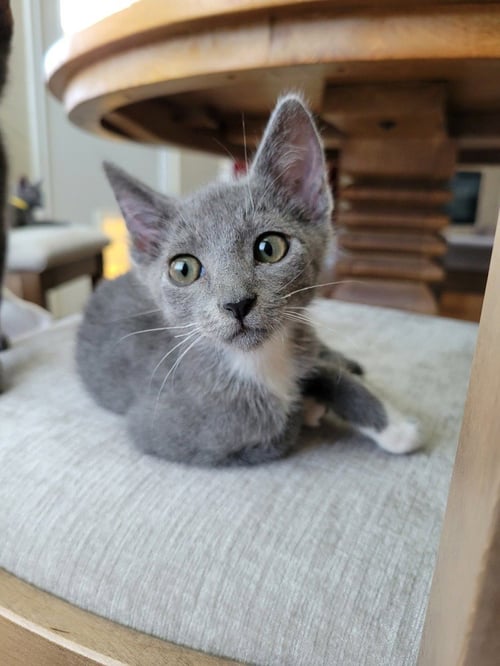 EMBER - Russian Blue / Domestic Short Hair available for adoption