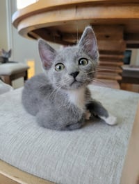 Ember - Photo 3