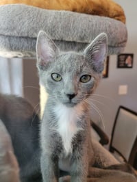 Ember - Photo 4