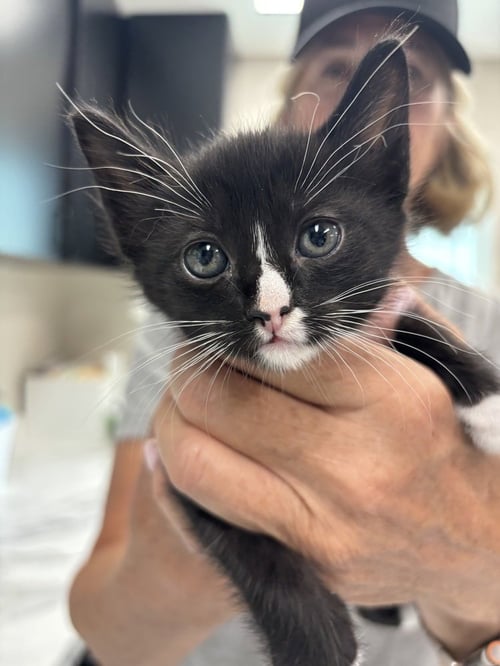 SAMANTHA - Domestic Short Hair / Domestic Short Hair available for adoption
