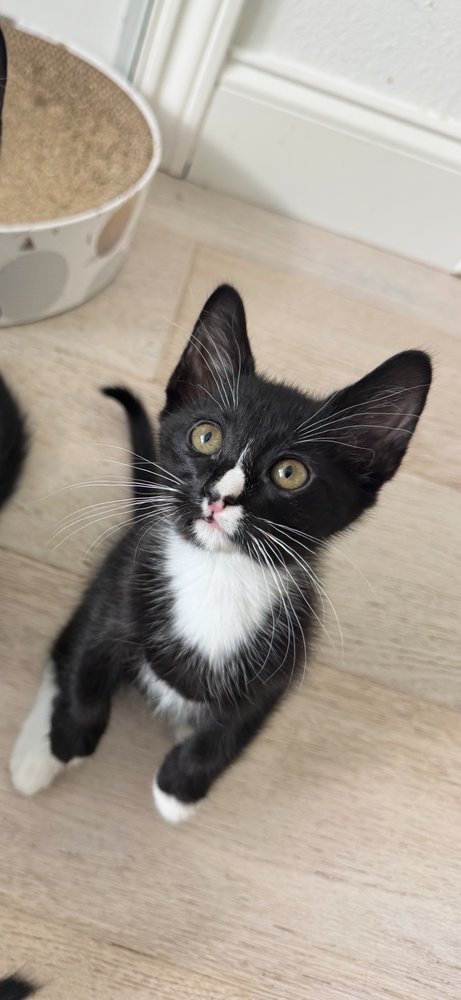 SAMANTHA - Domestic Short Hair / Domestic Short Hair available for adoption