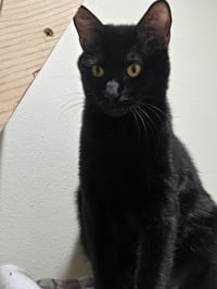 Choco Nano - Photo 1