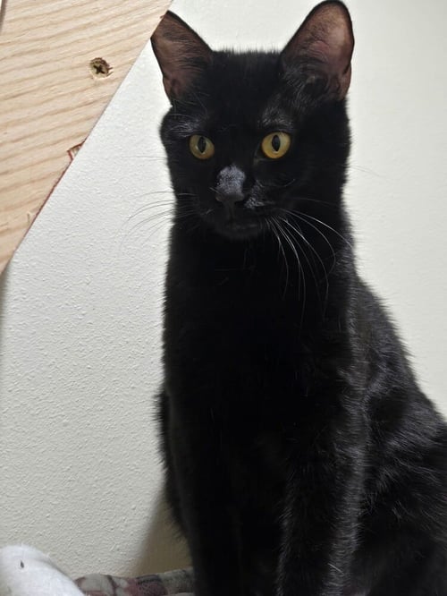 CHOCO NANO - Domestic Short Hair / Domestic Short Hair available for adoption