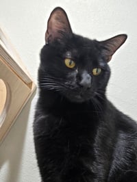 Choco Nano - Photo 2