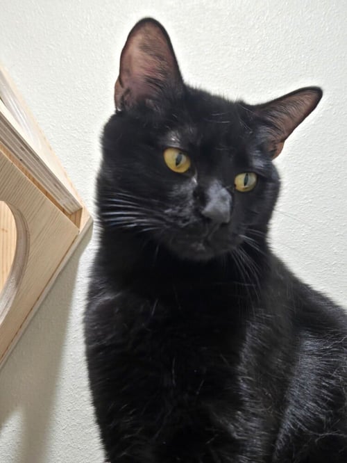CHOCO NANO - Domestic Short Hair / Domestic Short Hair available for adoption