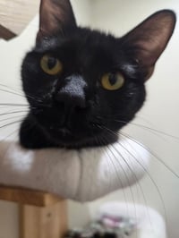 Choco Nano - Photo 3