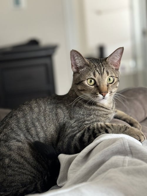SIMBA LLOYD - Domestic Short Hair / Domestic Short Hair available for adoption
