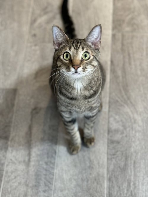 SIMBA LLOYD - Domestic Short Hair / Domestic Short Hair available for adoption