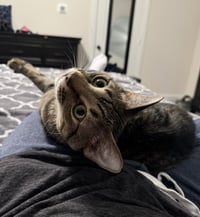 Simba Lloyd - Photo 4
