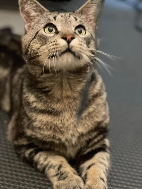 TROOPER - Domestic Short Hair / Domestic Short Hair available for adoption