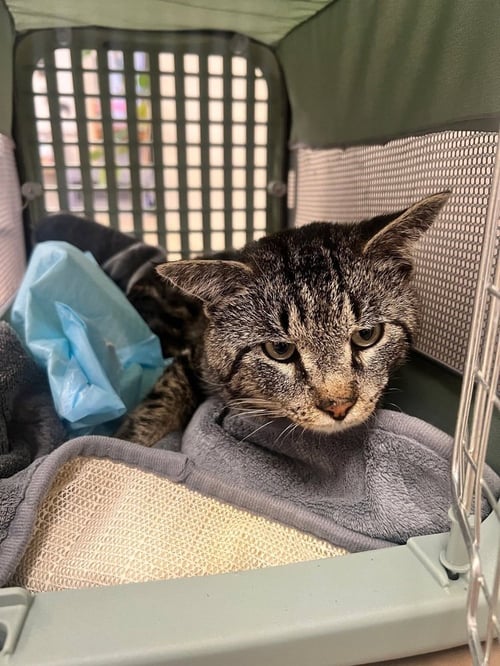TROOPER - Domestic Short Hair / Domestic Short Hair available for adoption