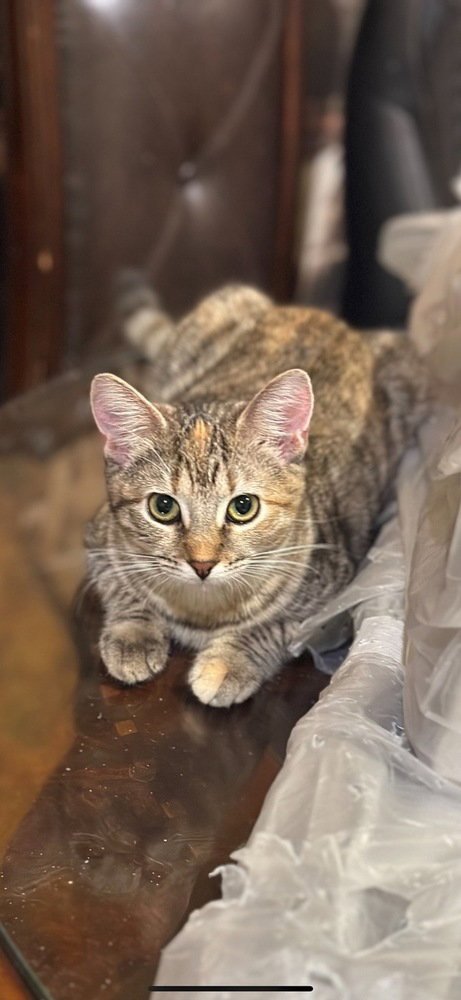 MALIA - Domestic Short Hair / Domestic Short Hair available for adoption