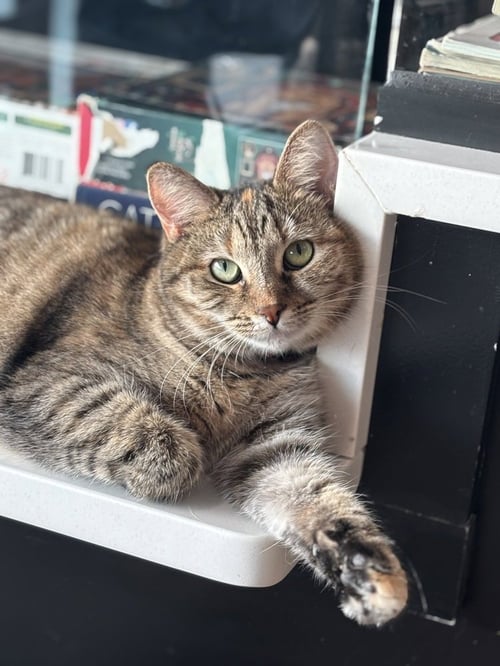 MALIA - Domestic Short Hair / Domestic Short Hair available for adoption