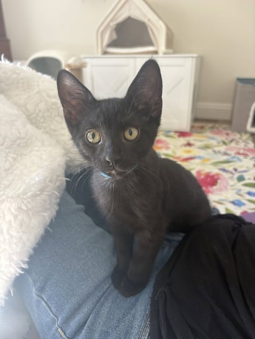 BAJA BLAST - Domestic Short Hair / Domestic Short Hair available for adoption