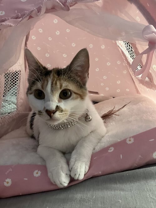 CHAPPELL - Calico / Domestic Short Hair available for adoption