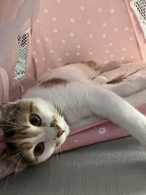 CHAPPELL - Calico / Domestic Short Hair available for adoption