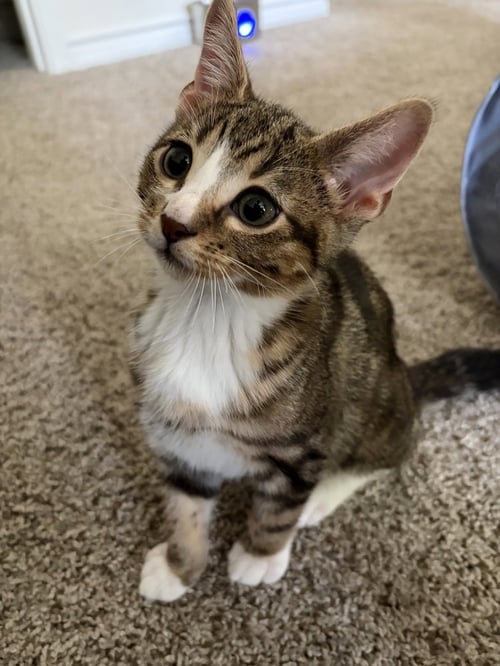 SOKKA - Domestic Short Hair / Domestic Short Hair available for adoption