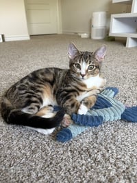 Sokka - Photo 4