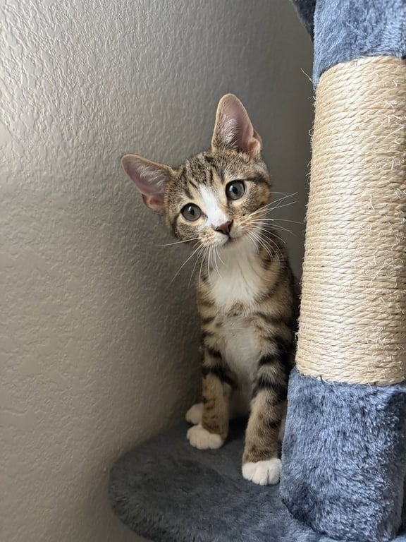 Sokka Image