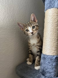 Sokka - Photo 1