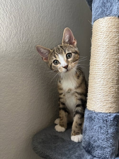 SOKKA - Domestic Short Hair / Domestic Short Hair available for adoption