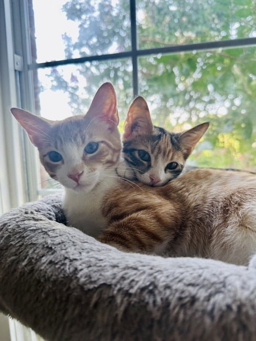 MANGO - Domestic Short Hair / Domestic Short Hair available for adoption