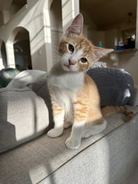 Mango - Photo 3