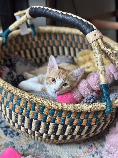 MANGO - Domestic Short Hair / Domestic Short Hair available for adoption