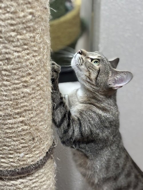 AVALANCHE - Domestic Short Hair / Domestic Short Hair available for adoption