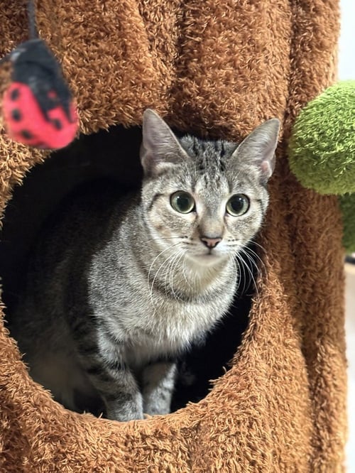 AVALANCHE - Domestic Short Hair / Domestic Short Hair available for adoption