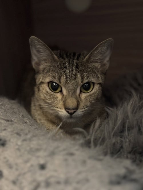 AVALANCHE - Domestic Short Hair / Domestic Short Hair available for adoption