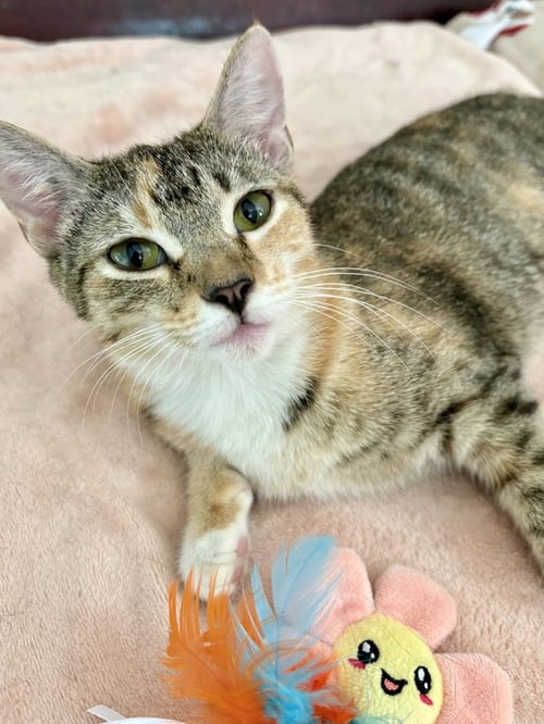 JAZZ - Domestic Short Hair / Calico available for adoption