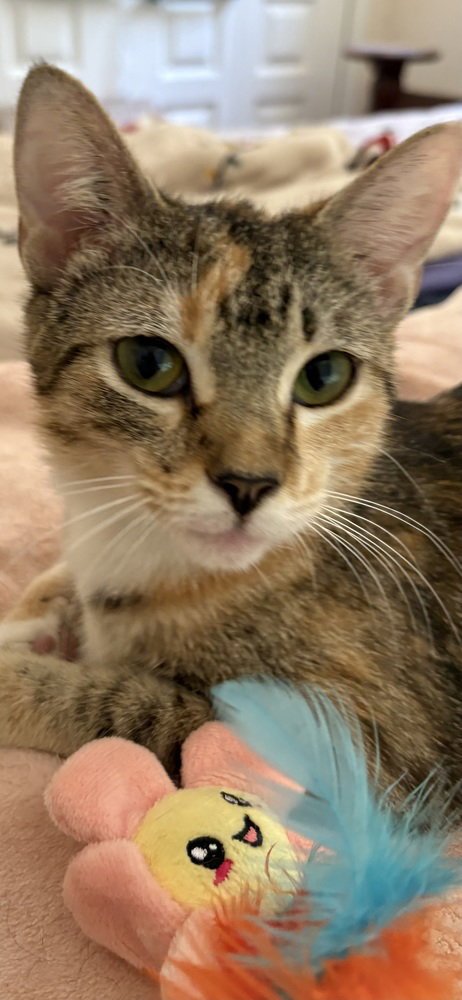 JAZZ - Domestic Short Hair / Calico available for adoption