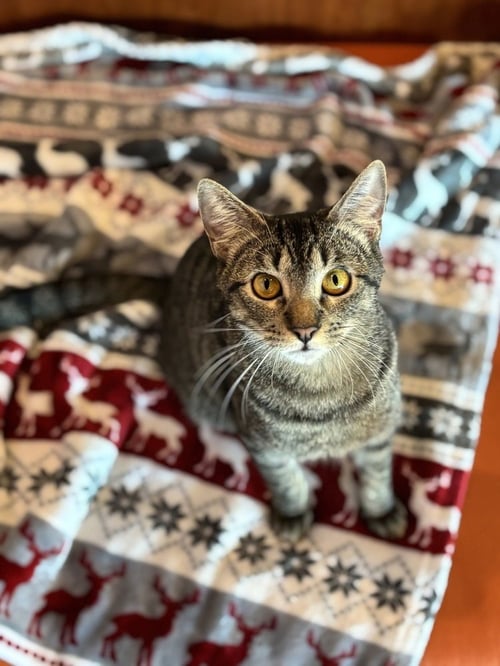 SULLY - Domestic Short Hair / Domestic Short Hair available for adoption
