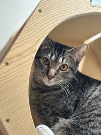 Sully - Photo 3