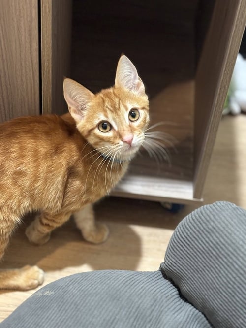 PAC MAN - Domestic Short Hair / Domestic Short Hair available for adoption