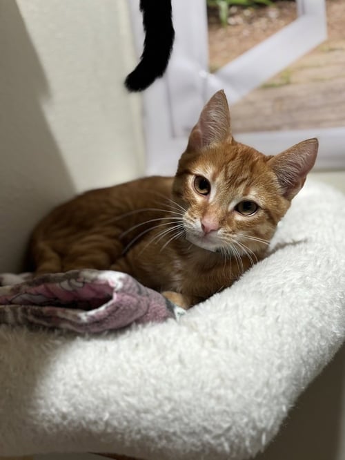 PAC MAN - Domestic Short Hair / Domestic Short Hair available for adoption