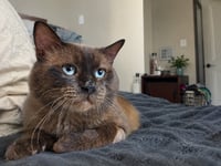 Colonel McNibbles - Photo 3