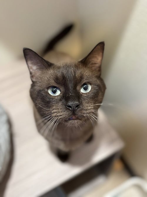COLONEL MCNIBBLES - Siamese / Colorpoint Shorthair available for adoption