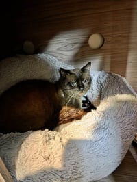 Colonel McNibbles - Photo 4