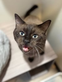 Colonel McNibbles - Photo 2