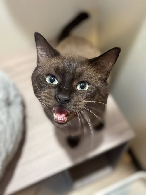 COLONEL MCNIBBLES - Siamese / Colorpoint Shorthair available for adoption